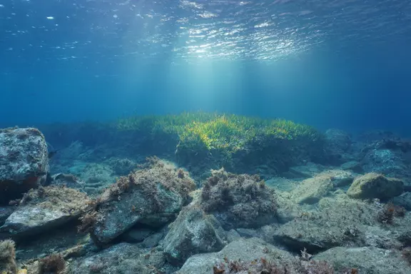 World Ocean Day 2026 - Marine Protected Areas in Raymarine Lighthouse Charts