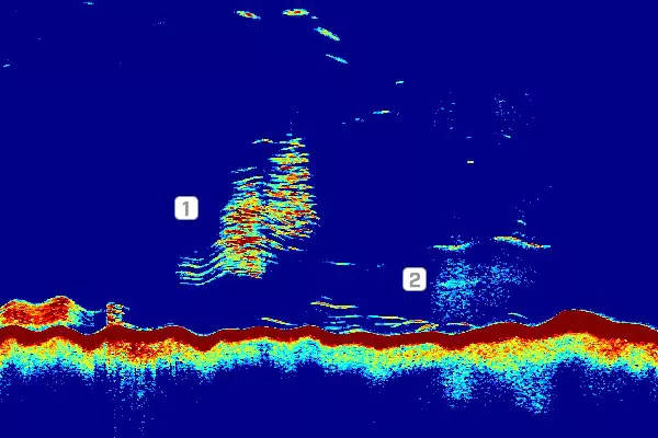 Dettagli incredibili dell'ecoscandaglio