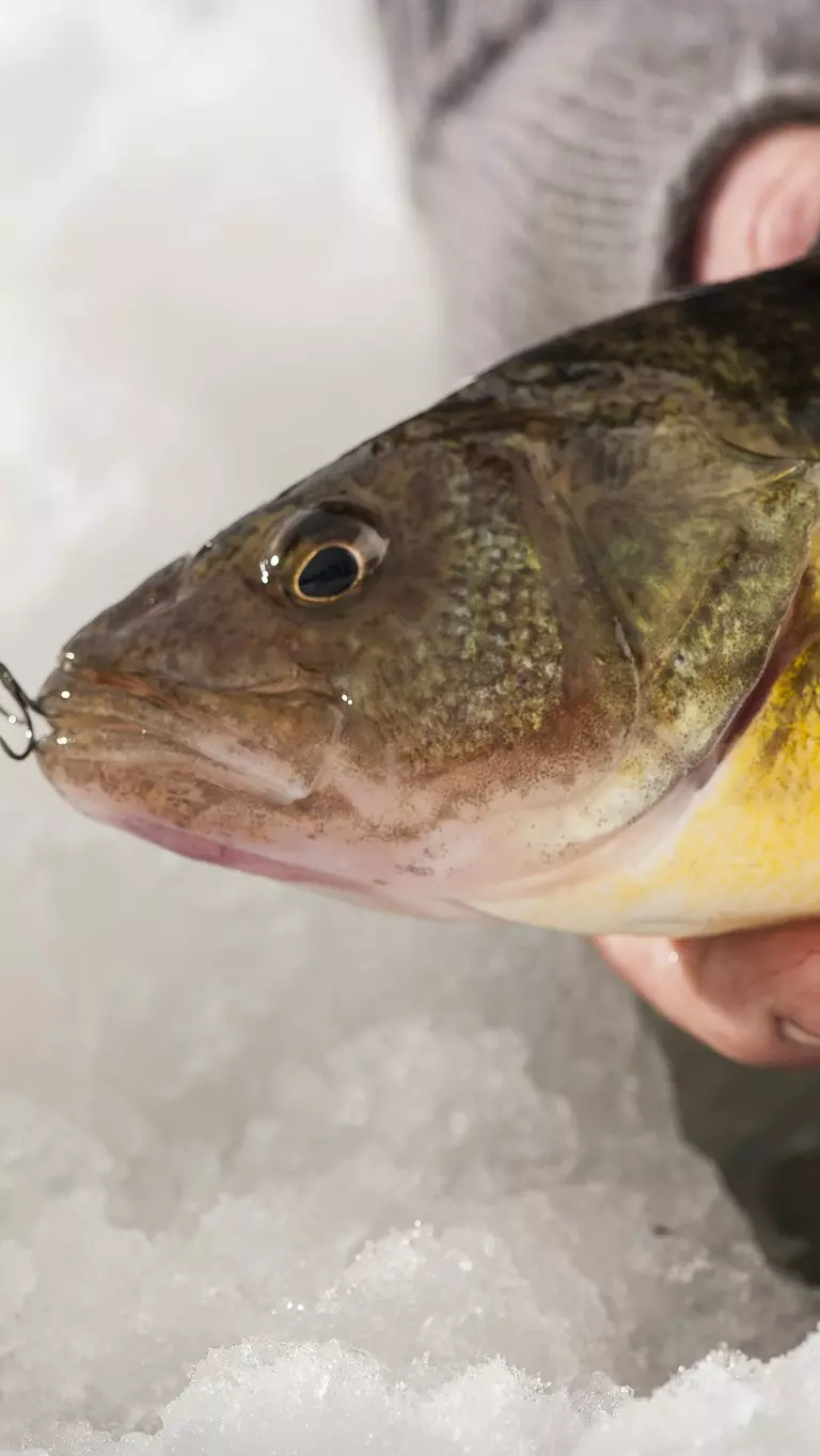 Go Fish: Electronic options for ice fishing, Connect With Us