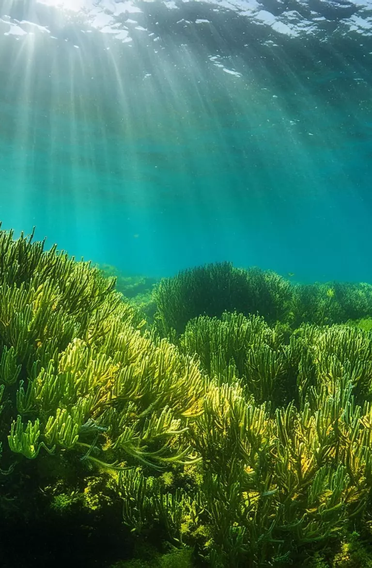 Hydrographic Processing