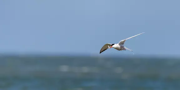 Finding Birds With Radar To Get On The Fish Faster