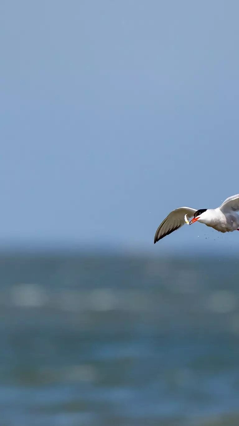 Buscar aves con el radar para encontrar peces más rápido