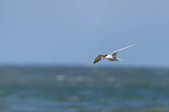 Mit dem Radar Vogelschwärme aufspüren, um die Fische schneller an Bord zu holen.