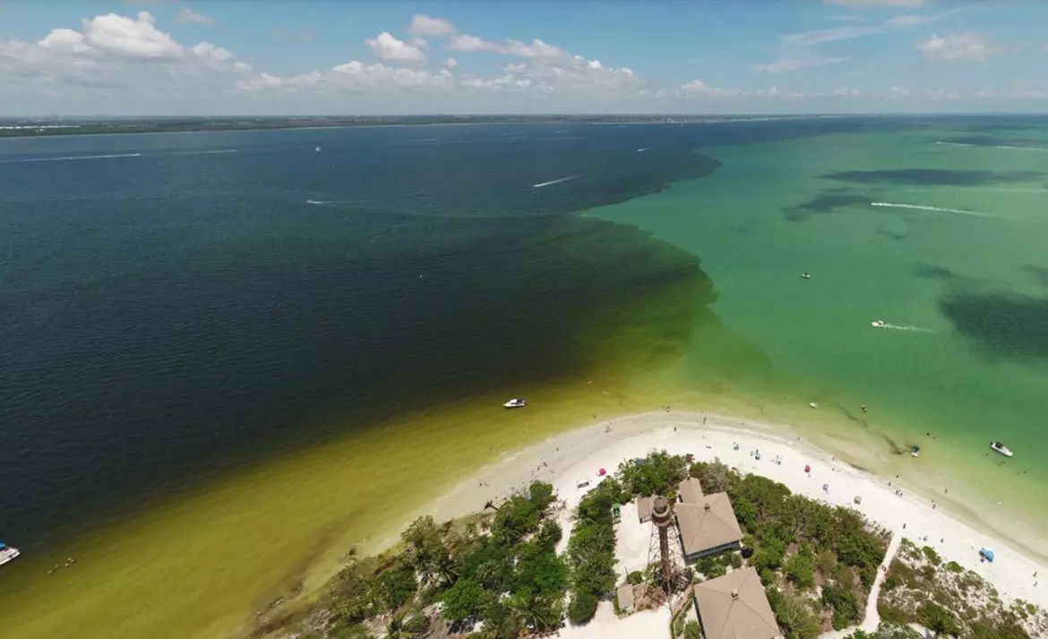 Aerial shot of the green Everglades