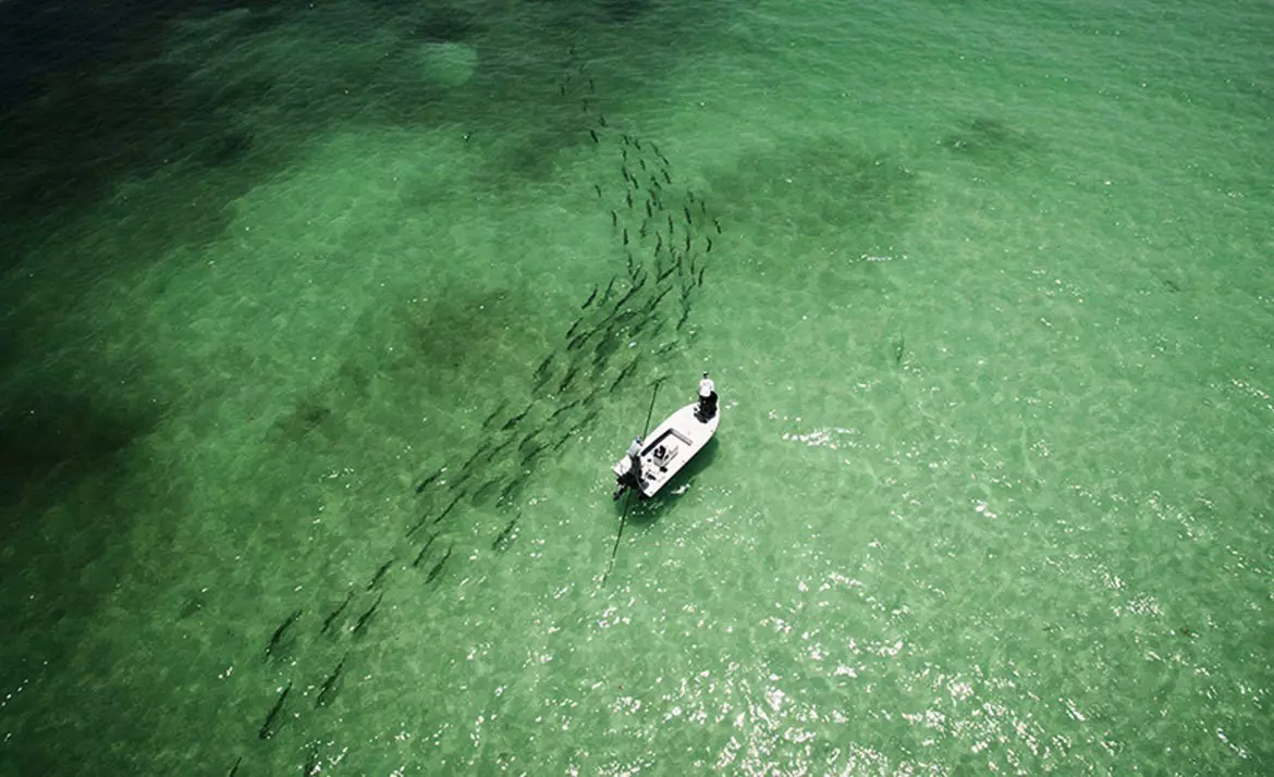 Boat and fish in the Everglades