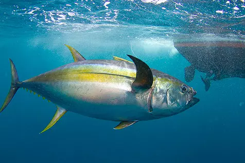 Les poissons ne dorment jamais. Alors nous non plus.