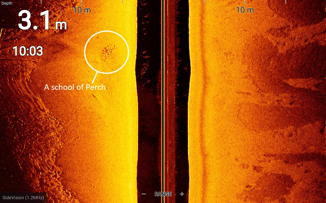 Volkmar Strikkers, school of perch