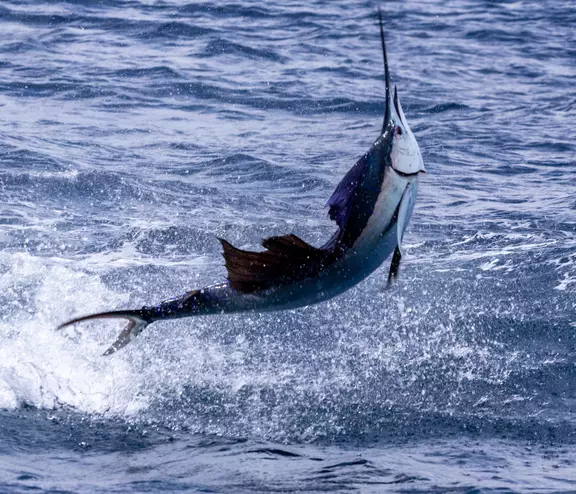 Sailfish from Carter Andrew's show