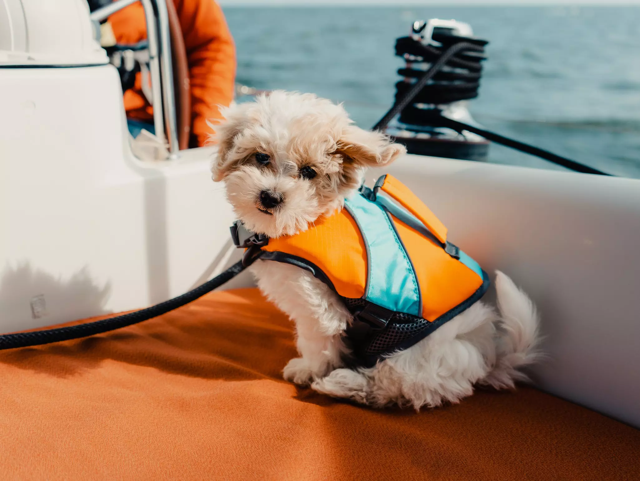 Barnacle the Maltipoo Puppy